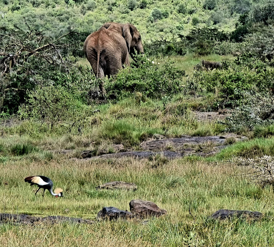 Mugie Wildlife Conservancy