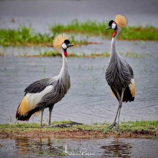 Amboseli National Park