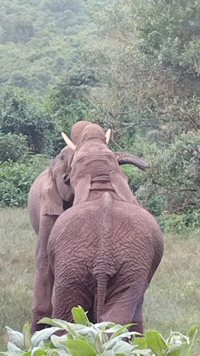 Mwea National Reserve