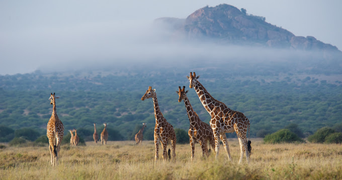 Tumaren Camp / Karisia Walking Safaris