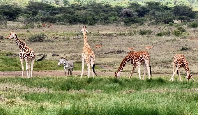 Mugie Wildlife Conservancy