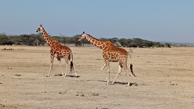 Ol Pejeta Conservancy