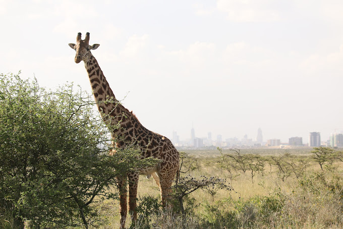 Nairobi National Park