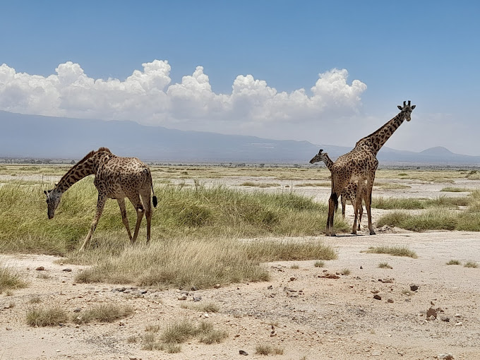 Amboseli National Park