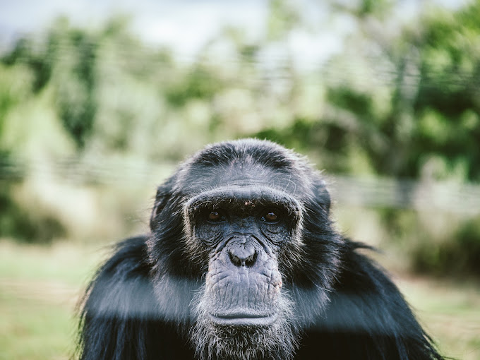 Ol Pejeta Conservancy