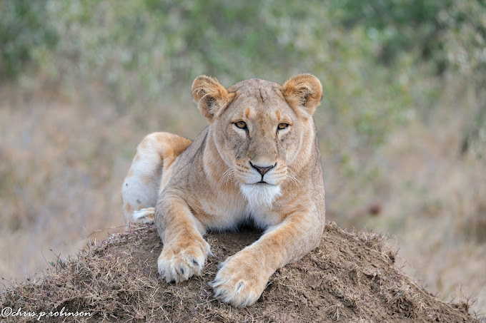 Mugie Wildlife Conservancy