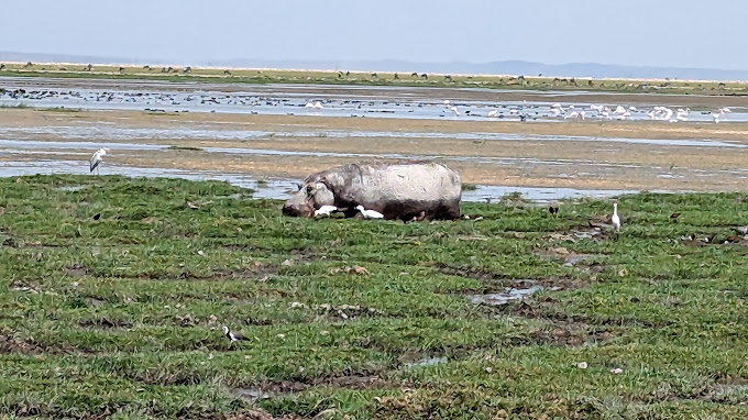 Amboseli National Park