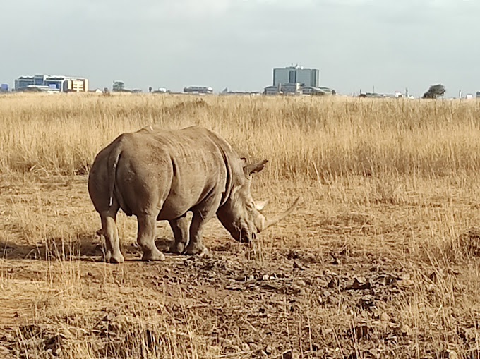 Nairobi National Park