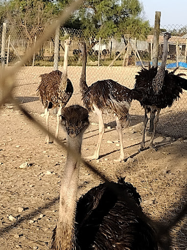 Maasai Ostrich Resort