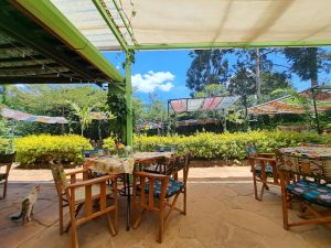 Under the Swahili Tree