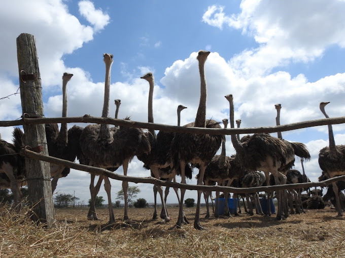 Maasai Ostrich Resort