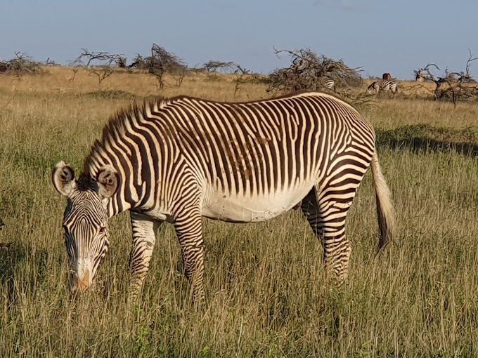 Mugie Wildlife Conservancy