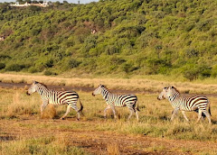 Shompole Conservancy