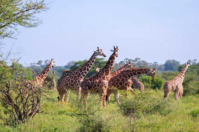 Meru National Park