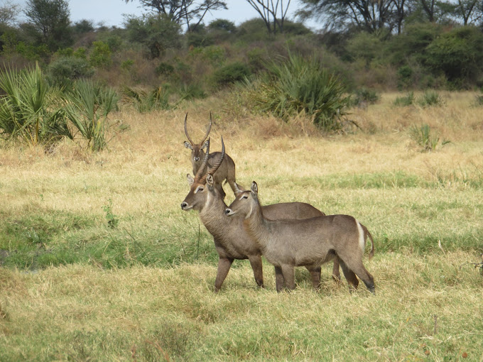 Meru National Park