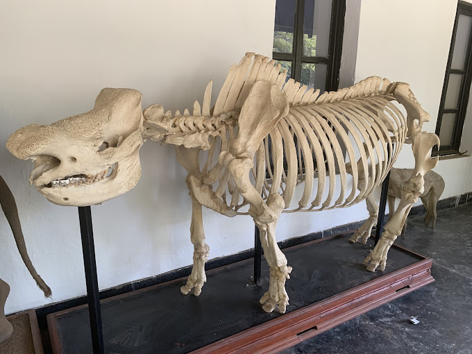 National Natural History Museum-ARUSHA