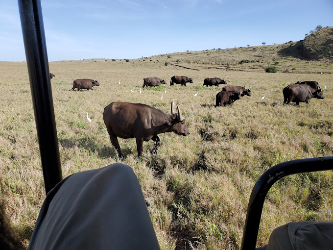 Lewa Wildlife Conservancy