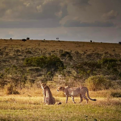 Moon’s Camp – The Safari Series Lolldaiga