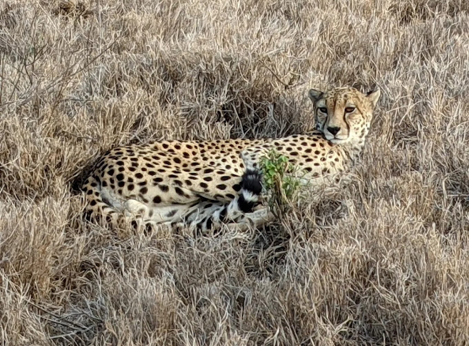 Lewa Wildlife Conservancy