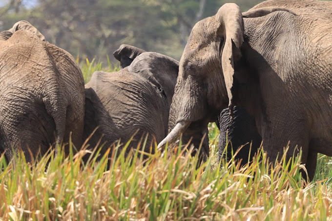 Lewa Safari Camp by Elewana