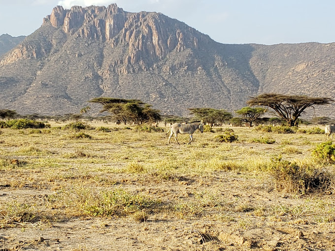 Shaba National Reserve
