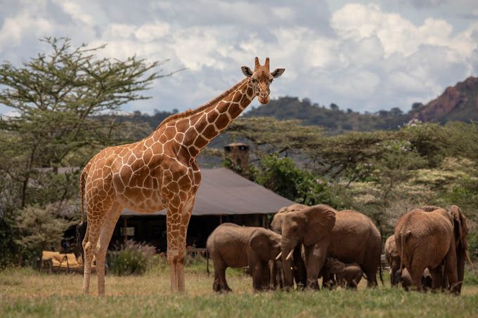 Enasoit Collection | Luxury safaris in Kenya