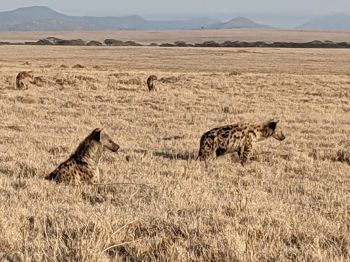 Lewa Wildlife Conservancy