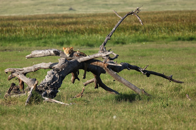 Lewa Wildlife Conservancy