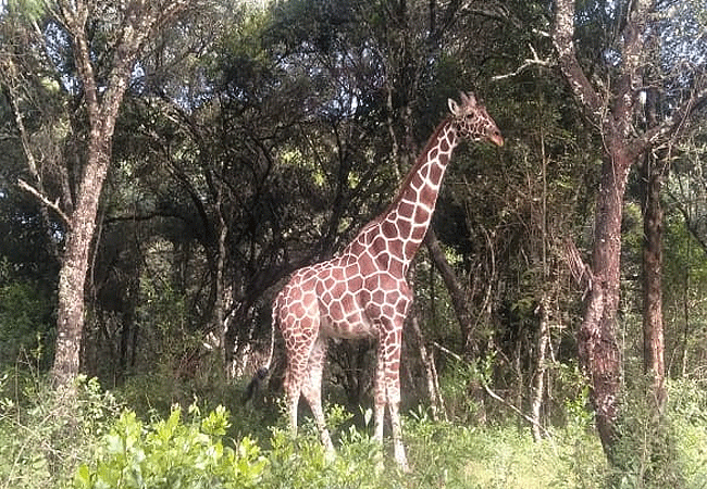 Ngare Ndare Forest Ecotourism