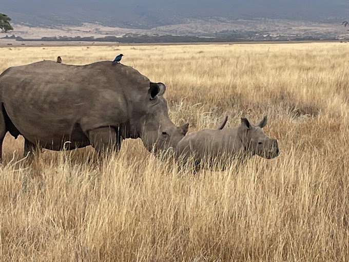 Lewa Wildlife Conservancy