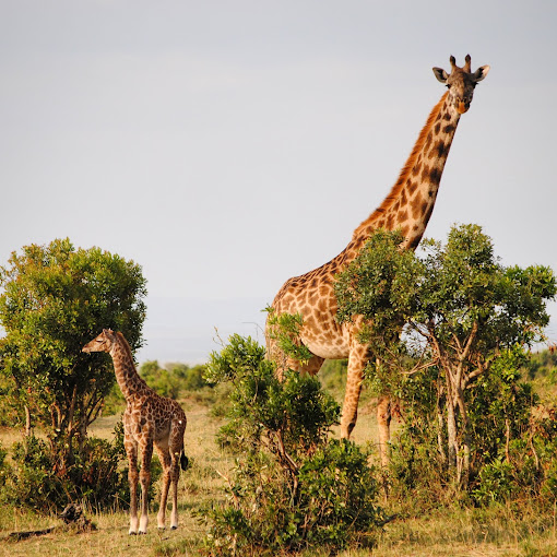 Moon’s Camp – The Safari Series Lolldaiga