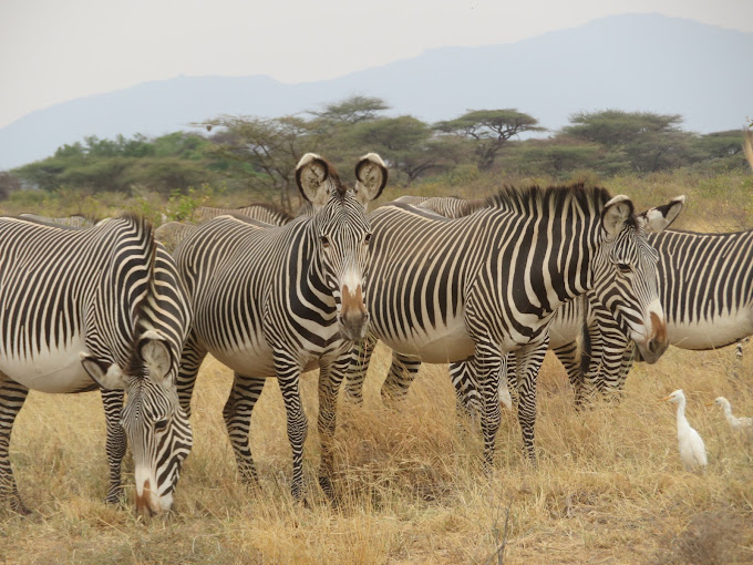 Shaba National Reserve